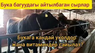 Бука багуудагы айтылбаган ыкмалар. Канткенде бука бат семирет. Эн оной жолдору.