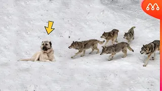LOBOS ATACAM KANGAL
