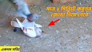 কবুতরের জোড়া দেওয়ার  সহজ ও সঠিক উপায় / Easiest way to pair pigeons