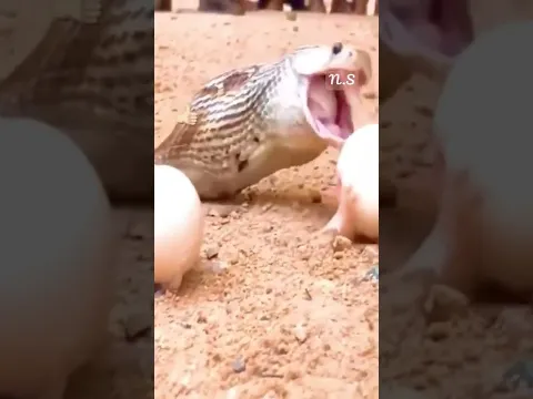 Watch... A Cobra entered an egg shop, watch what happened to it