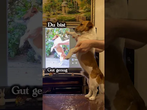 #lifeisbutadream #pets #dancingdog #dog