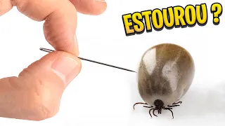ESTOUREI o CARRAPATO para VER o QUE TEM DENTRO!! *e COLOQUEI no MICROSCÓPIO*