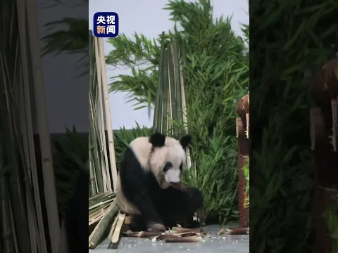 “丫丫”平安返回北京动物园！被竹子包围的“丫丫”肉眼可见地胖了，心里暖暖的！| CCTV