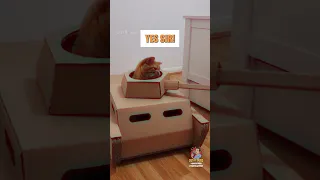 Dusty🗣Dubs Cat Compilation 3