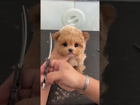cute baby dog funny video #funnyvideo #dogvideoshorts