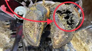 Cow’s Hoof is ABSOLUTELY PACKED FULL of STONES