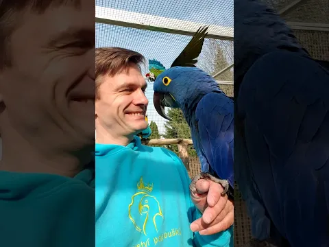 744 - Pavel s akčními ary ve voliéře
