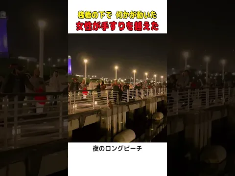 桟橋の下で動く小さな影…女性が手すりを越えた理由🐕  #shorts #動物救出 #犬