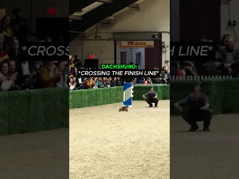 No one expected this dog to race❤️ (@miss.shelbyray) #shorts