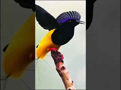 🌍🦜 When nature decides to create a masterpiece! ❤️✨ This is real!#Birds #Nature #Wildlife