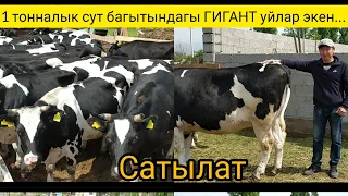 Салмагы 1 тоннага жеткен элитный Израил уйлары сатылат. 30 баш.