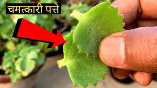 इस पत्ते के आगे लाखों की दवाई फेल हैं -बहुमूल्य ayurvedic Plant