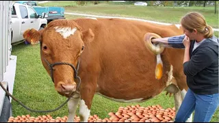 Cow's Eggs 2021 Animal Rescue BABY CALF BORN Incredible Pretty Girl Chicken Farm​ Cow Milk Farming