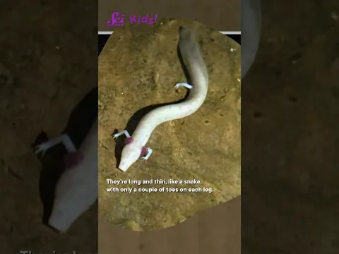 Meet the Olm! #shorts #science #scishowkids  #animals #olm #axolotl
