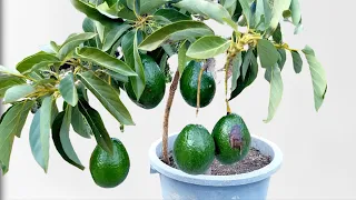 YA NO HAY QUE ESPERAR AÑOS PARA TENER AGUACATE Y HACER QUE DEN FRUTO RAPIDO.  Guia completa