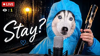Can You Stay Until the Rain Stops?🌧️ | Moca ASMR