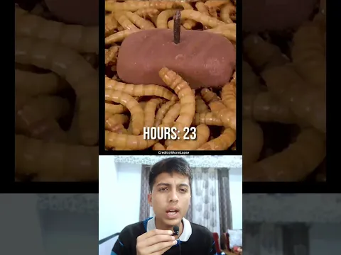 Chocolate Eating Challenge 🪳 #shorts