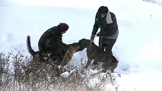 Dogs - Fighters - Combat - Attack ⭐⭐⭐⭐⭐⭐⭐