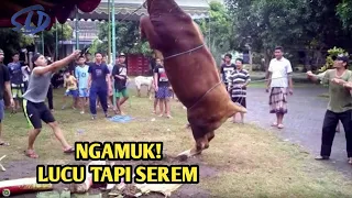 Gak Mau jadi Qurb4n, Sapi ini Ngamuk Bikin Warga Berlarian! || Moment² Sapi Idul Adha