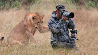 Cette Lionne A Surpris Le Photographe D’Une Manière Inattendue !