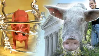 Do pigs deserve to turn around? | Supreme Court weighs in