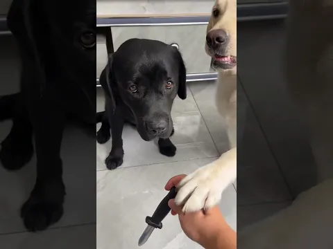 Two Dog Story 🥲🐶