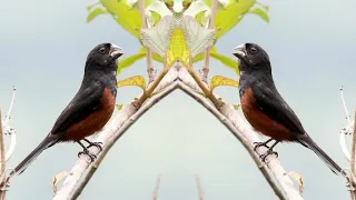 Bullfinch Singing Best Rolls