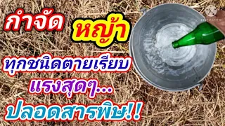 สูตรน้ำยา กำจัดหญ้า น้ำส้มสายชู 1 ลิตรเกลือป่น 1 ถุงเล็กผงซักฟอก 1 กำมือผสมน้ำ ปลอดสารพิษ