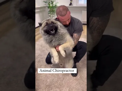Laugh Out Loud with Hilarious Dog Moments | Dog Chiropractor's Secret to Canine Happiness|