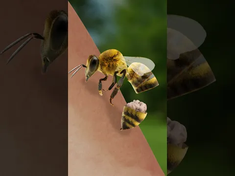 ¿Por qué las 🐝 meuren al picar?