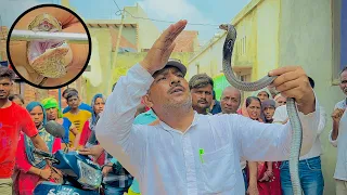 अपनी आँखों पर नहीं कर पायेंगे यक़ीन, कोबरा साँप के साथ जो किया देखकर दंग रह जायेंगे!