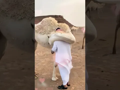 Animals teach us love ❤️ #lion #dog #camel #monkey #swan #seal