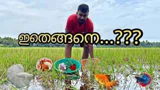 ബെറ്റ മുതൽ ഗോൾഡ് ഫിഷ് വരെ... അതും പാടത്ത് നിന്ന്..😍 | catching betta fish from paddy field | gold