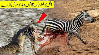 جنگل میں ریکارڈ کی گئی ایسی ویڈیوز جیسے دیکھ کر ہمیں بھی یقین نہیں آیا | Jungle Animal Life