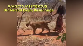 Ratu Singa Dan Merebut Makanan Singa