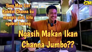 Ngasih Makan Ikan Channa Jumbo Gio Maulana? #channa #ikanchanna #ikan #snakehead