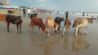 Cow fight In Beach. Viral Video Bd