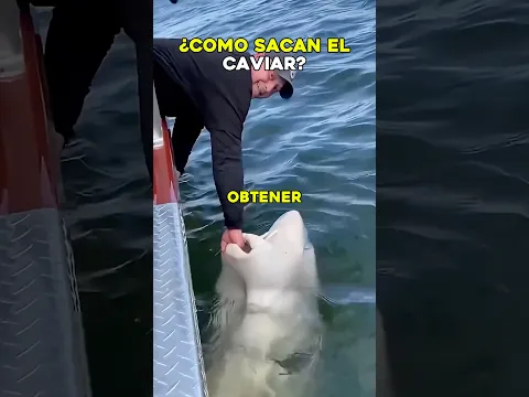 ¿Es posible obtener caviar sin m3tar al esturión? 🐟 #curiosidades #viral #ciencia #datos #fyp