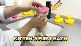 Kitten's first bath