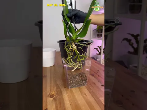 Let’s Repot This Orchid to Clay Pebbles Using Clear Container from Dolar Tree #orchids #plants