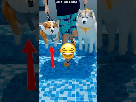 کدوم بهتر شنا میکنه؟هاسکی یا پاکوتاه؟😂😳 #سرگرمی #دانستنی #سگ #pets #cbum