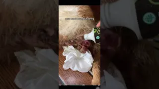 Kucing ini lumpuh akibat DITUSUK oleh manusia yang tak punya hati