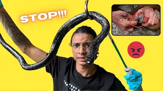 SNAKE STUCK IN TAR | BLACK MAMBA?!!