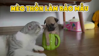 Em Cún F5 Bị Ốm Nặng Rất Đáng Thương