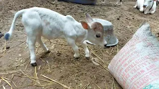 Only 9 inch Punganuru calf at our Goshala!!