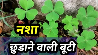 कैसा भी नशा क्यों ना हो, इस दिव्य जड़ी बूटी के प्रयोग से छूट जाएगा, नशा छुड़ाने वाली जड़ी बूटी