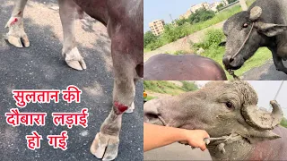 Aaj sultan  ki fir se ho gai ladai 😨#bullvlog #reactionvideo #vlog #viral