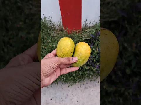 Mango Ripening Experiment | Part 2 |  #shorts