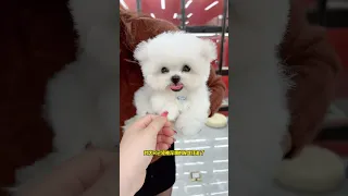 I show you a cute little Bichon Frize. Which one do you like better? The small Bichon Frize with fl