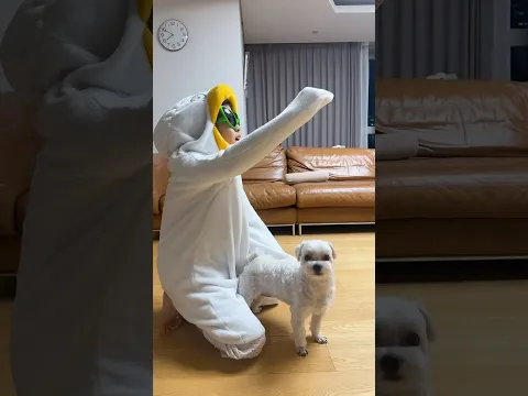 잘 훈련된 강아지 #funny